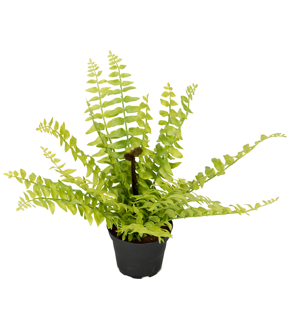 Mr Plant - Kunstig Bregner
